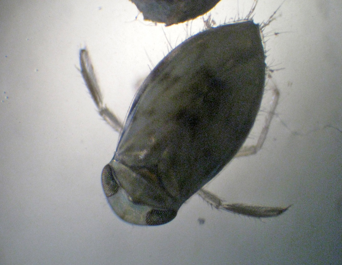 Corixidae Micronecta